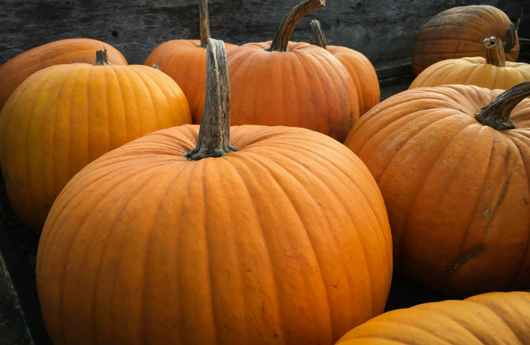 Where to pick a pumpkin in Portsmouth NH